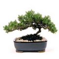 Large Japanese Juniper Bonsai Tree